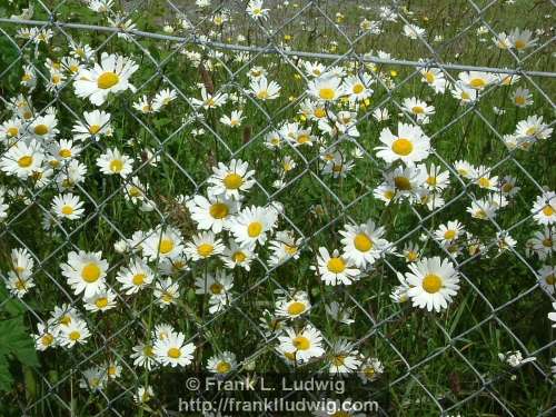 Fenced Daisies